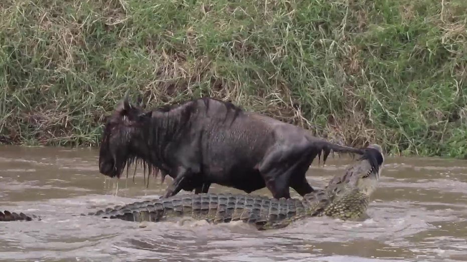 Wildebeest fights for its life as determined crocodile attacks — all caught on video by tour guide