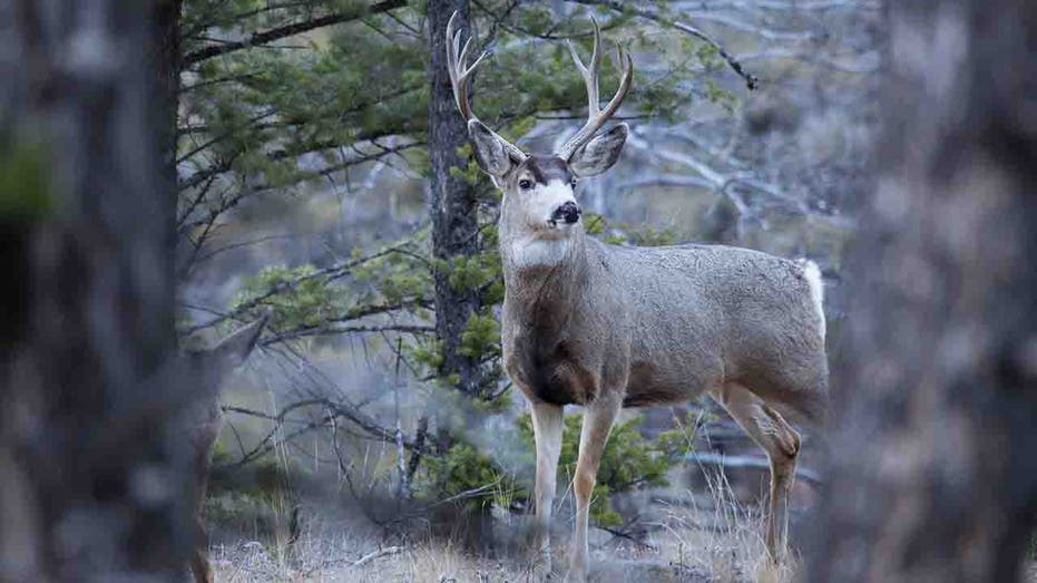 Yellowstone National Park finds 1st case of fatal brain disease after deer carcass tests positive