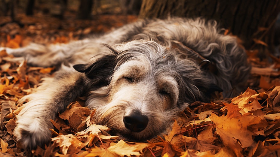 Ahead of Thanksgiving, veterinarian reveals a common reason pets wind up in the ER during the holidays