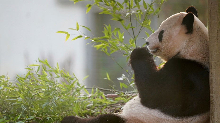 Scotland’s Edinburgh Zoo bids giant pandas bittersweet farewell as Chinese exchange agreement expires