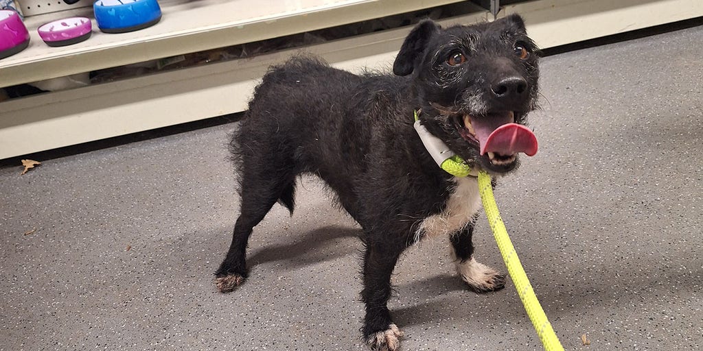 Lost dog safely rescued after it survived alone in the woods for more than 6 years - Vimarsana News