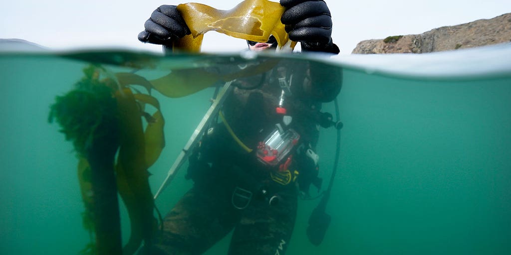 California divers take action against urchins in effort to save vanishing kelp forests - Vimarsana News