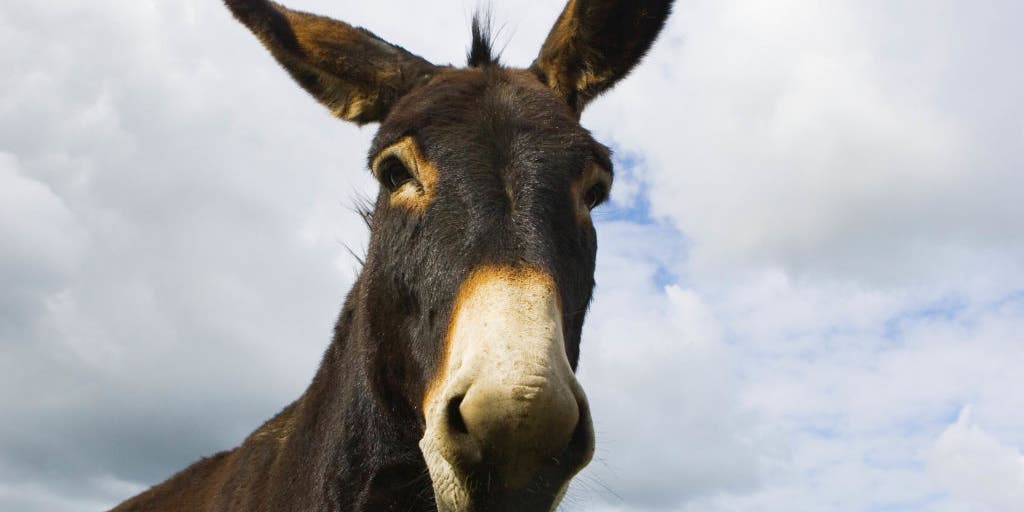 This Christmas, let's pay attention to the donkey and lessons we need to learn - Vimarsana News