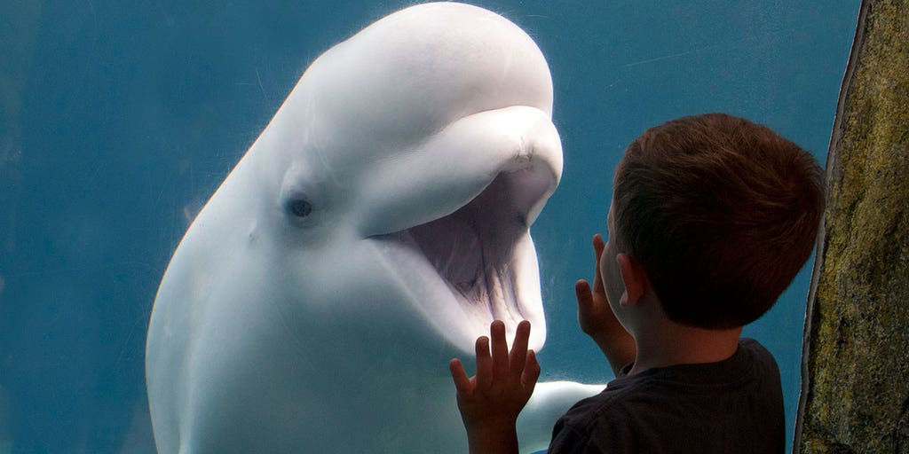 Did beluga actually die｜TikTok Search