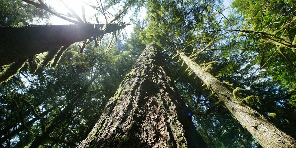 Can you really tell a tree's age from the rings on its stump? What you never knew - Vimarsana News