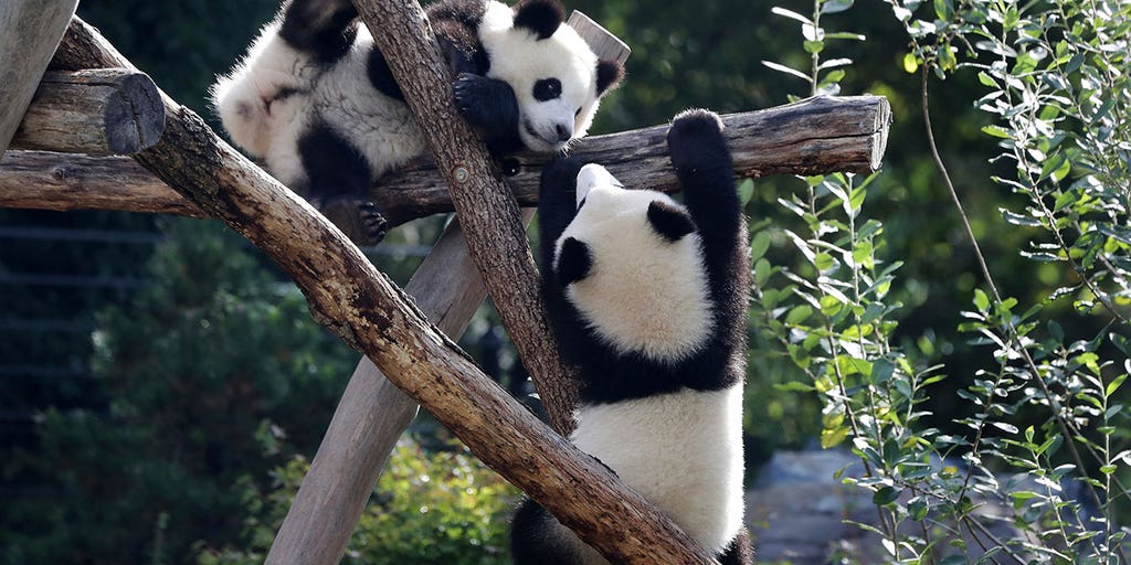 Berlin Zoo's beloved giant pandas embark on journey to China - Vimarsana News