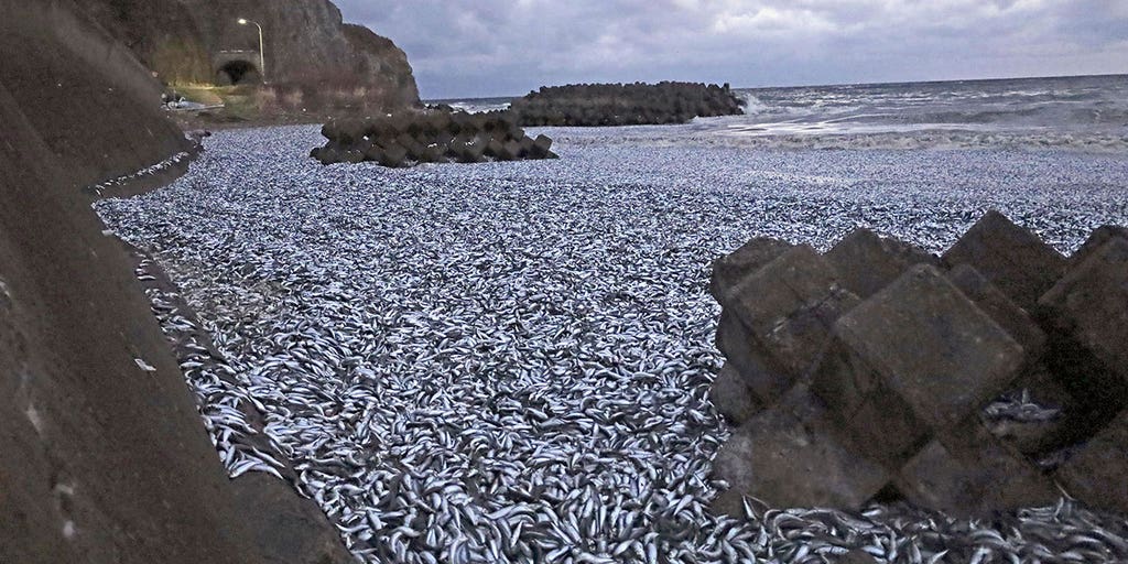 Japanese residents cautioned after thousands of dead sardines wash ashore beach - Vimarsana News
