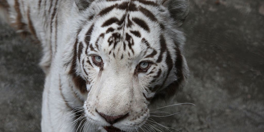 VA judge rules 57 animals seized from Natural Bridge Zoo unfit for return - Vimarsana News