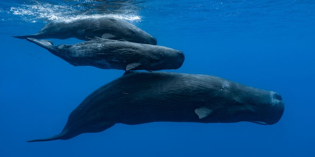 Whale dies after straying into Japan's Osaka Bay, officials say - Vimarsana News