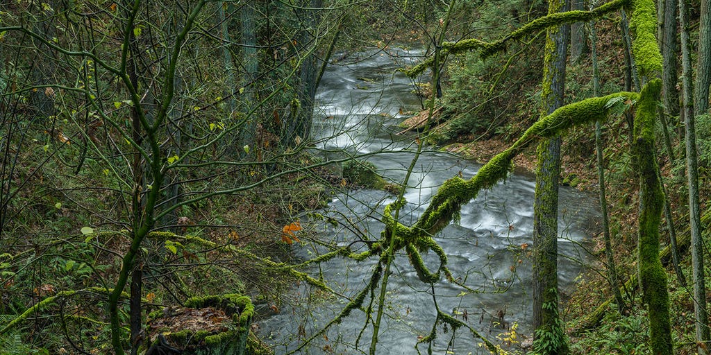 Pacific Northwest implements new strategy to help trees impacted by climate - Vimarsana News