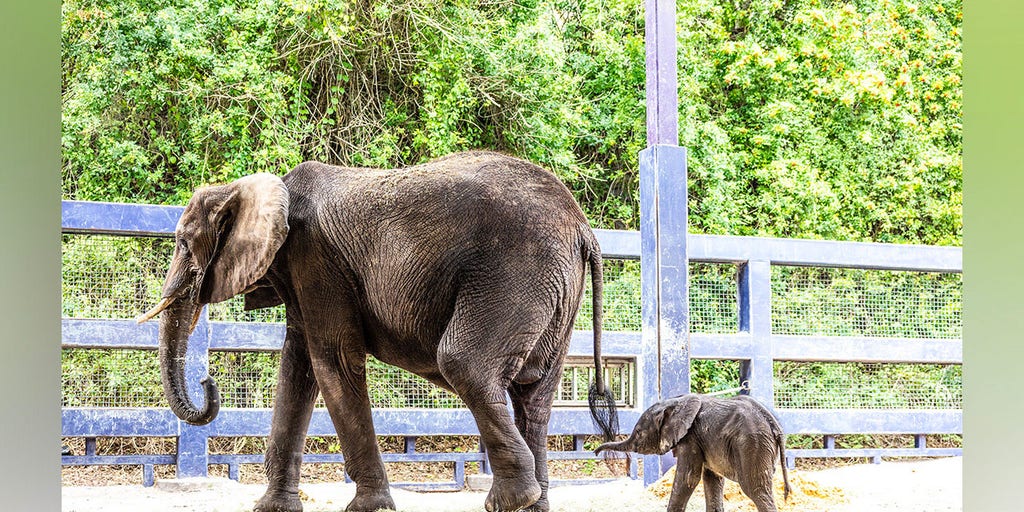 Baby elephant, 218 pounds, is born at Walt Disney World: 'Adorable