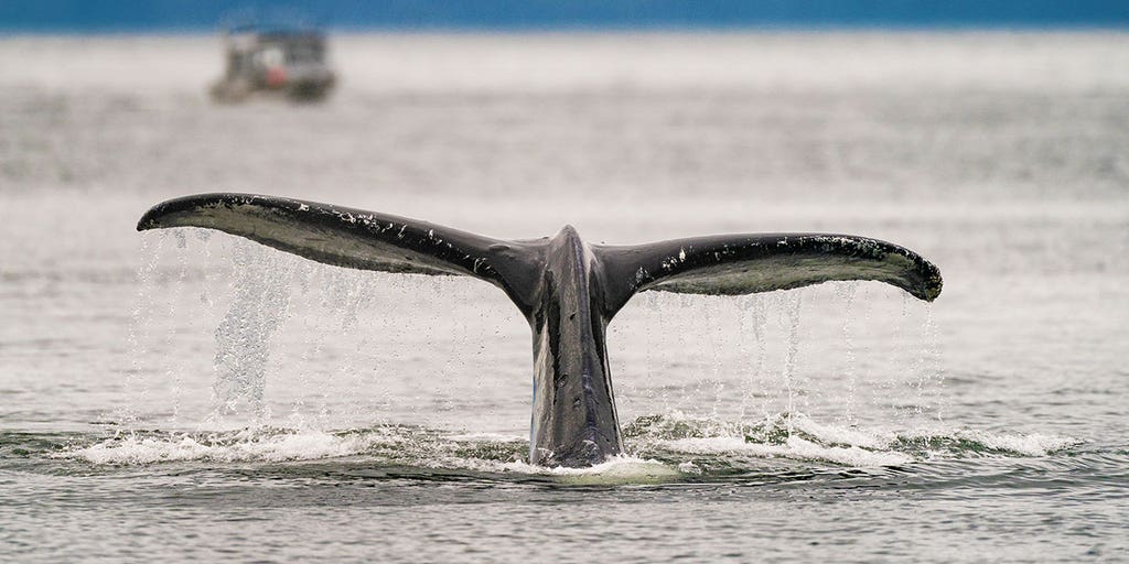 Scientists suggest exchange with humpback whale could eventually lead humans to communicate with aliens - Vimarsana News