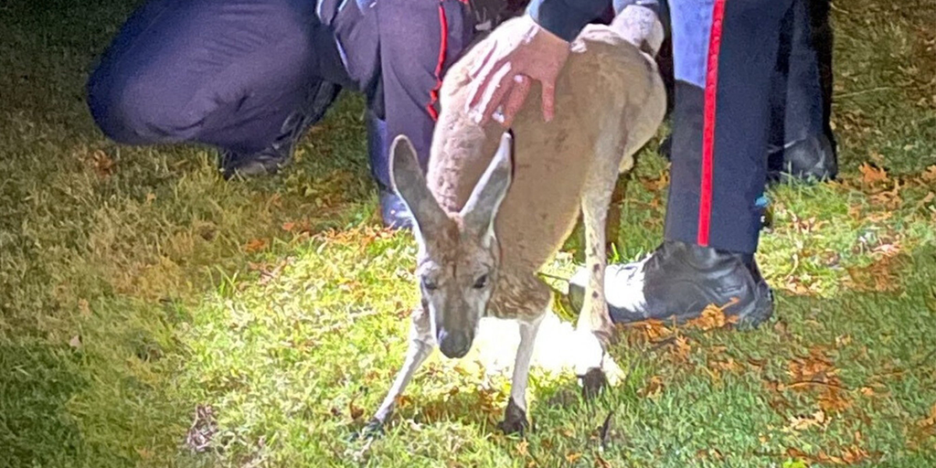 Escaped kangaroo punches police officer's face before capture in Canada - Vimarsana News