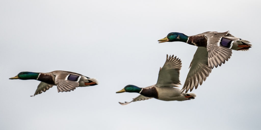 Iowa pilot airborne again, 2 weeks after suspected duck plowed through helicopter's windshield - Vimarsana News