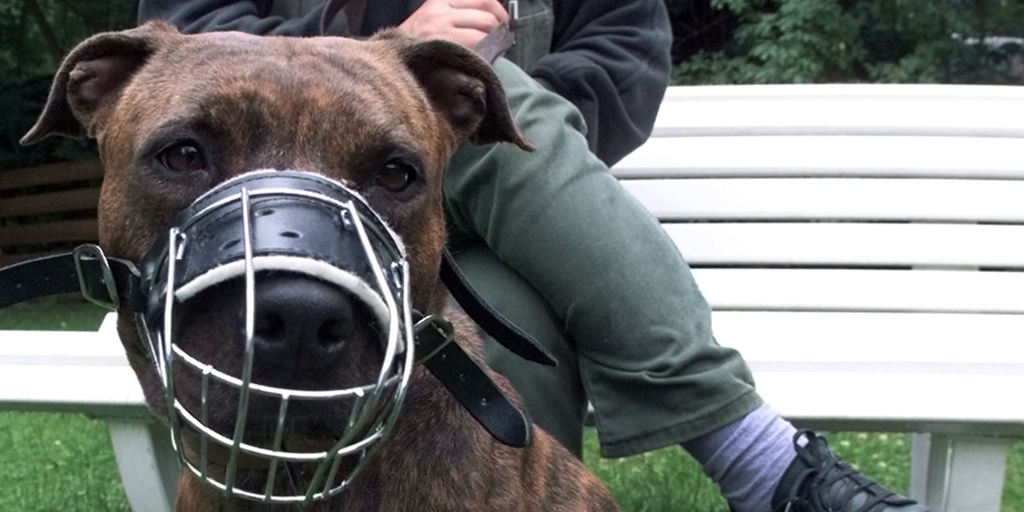 Dog training a battleground as trainers debate whether physically disciplining dogs is 'systemic oppression' - Vimarsana News