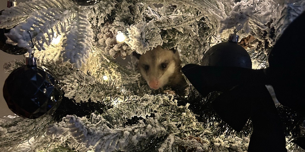 Texas woman speaks out after finding opossum hiding in her Christmas tree: 'Don't know how it got in here' - Vimarsana News