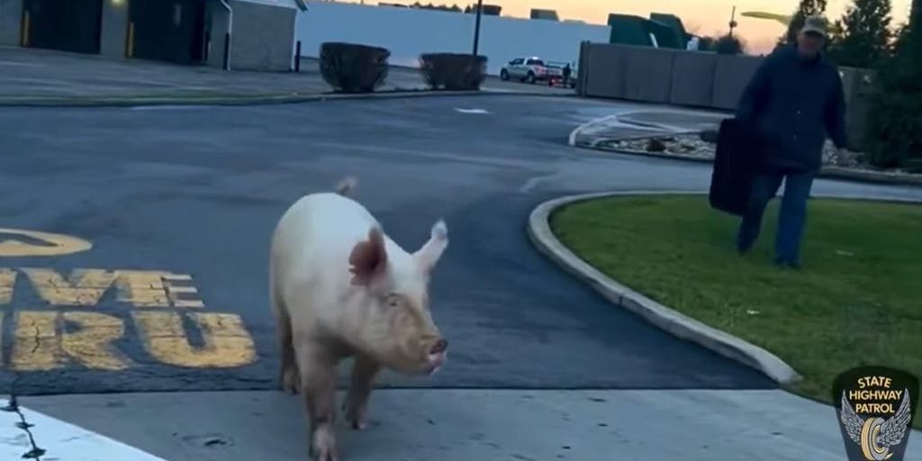 Caught on video: Ohio state troopers catch loose pig at McDonald's drive-thru - Vimarsana News
