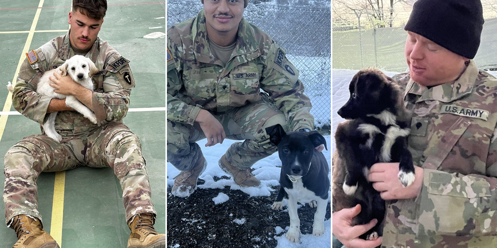 Military Christmas wish: Deployed US Army unit calls for rescue of puppies and cat from freezing weather - Vimarsana News
