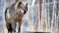 A 14-year-old wolf, stands on top of her den at the Colorado Wolf and Wildlife Center (CWWC) in Divide, Colorado on March 28, 2023.