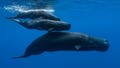 A sperm whale and two young ones swimming under the surface, on November 10, 2011 in Mauritius Island, Indian Ocean.