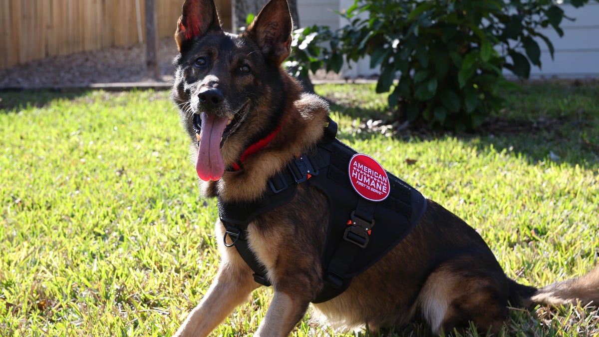 Retired military working dog John