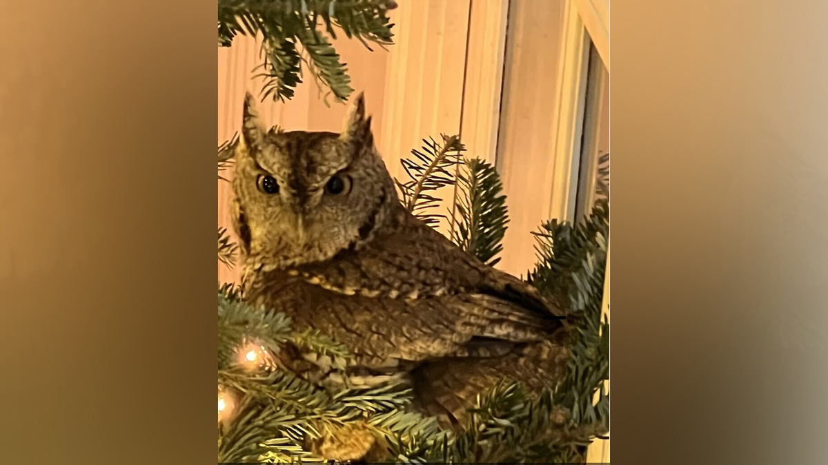 Owl in the tree