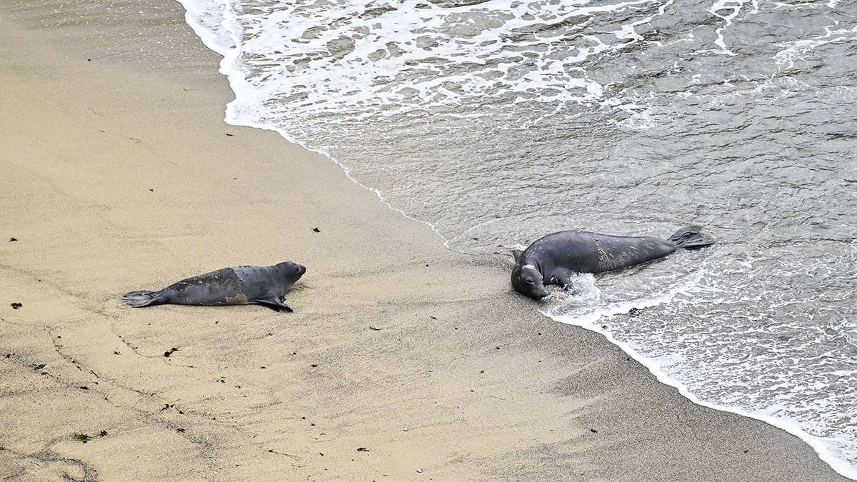 Two seals on CA beach