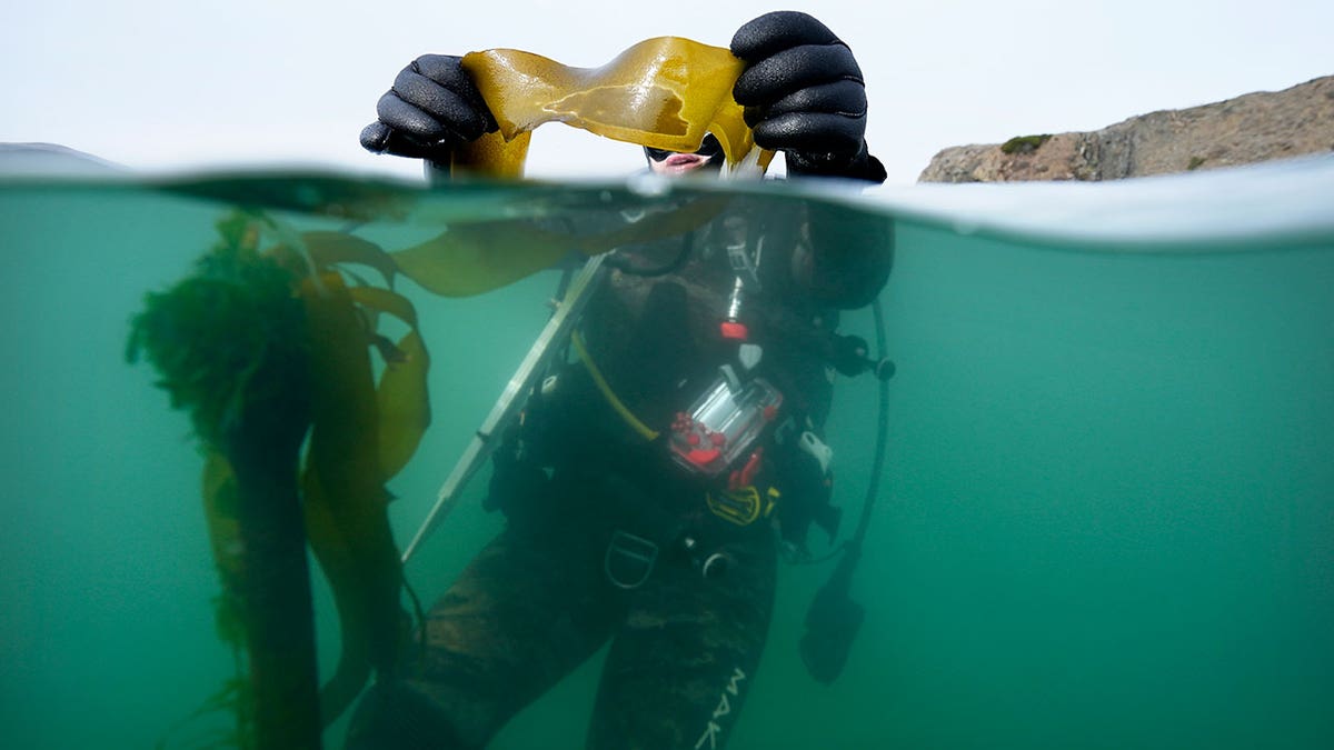 Spearfishing in California's cold murky waters for the first time