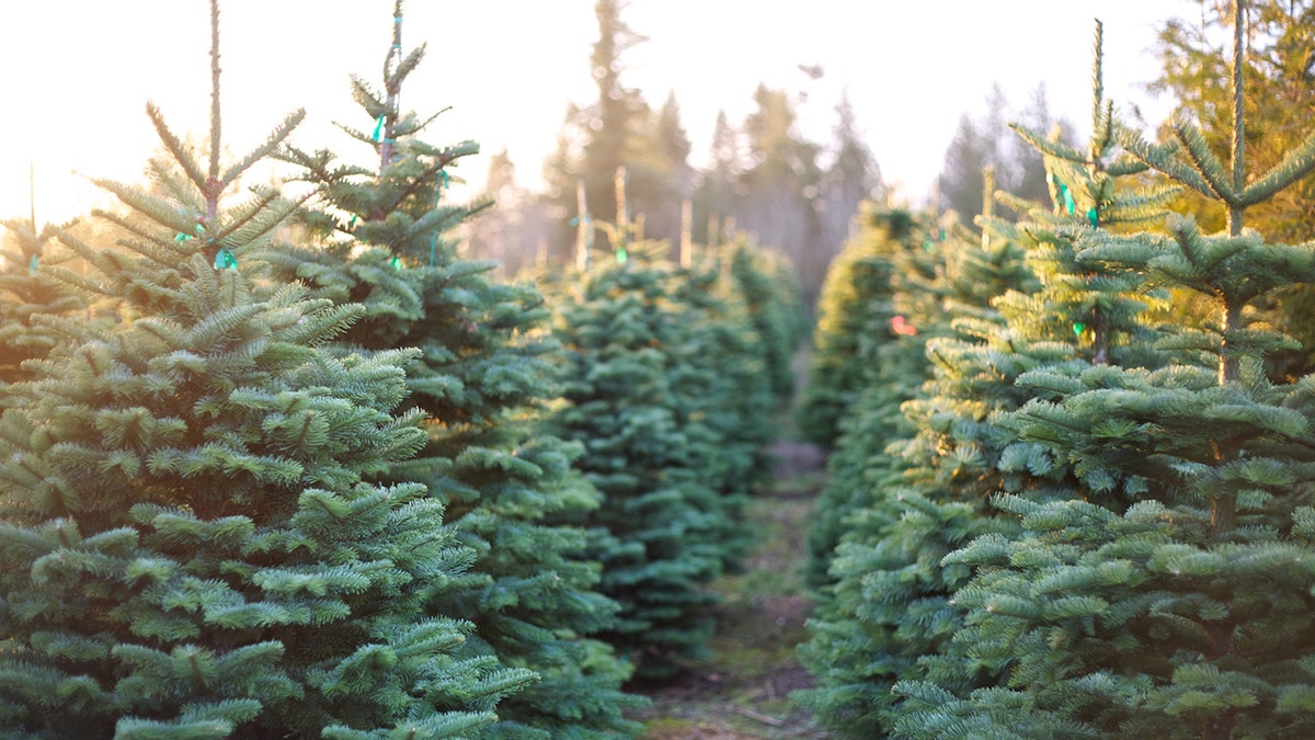 Christmas tree farm