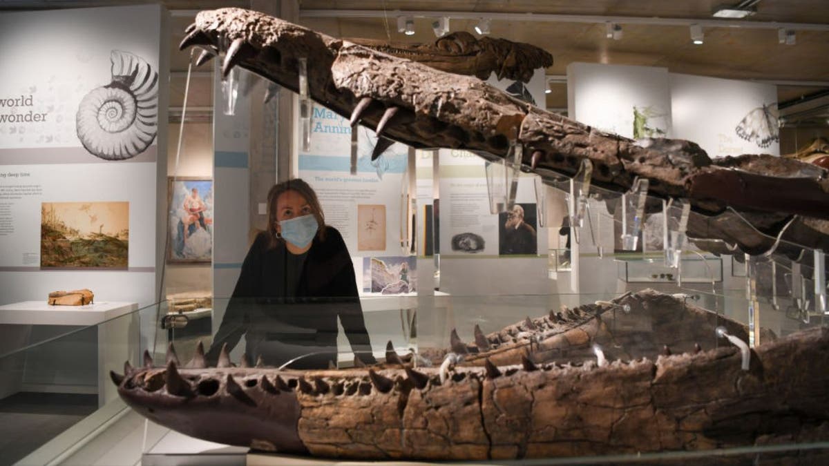 A museum worker looks at a large skull on display belonging to a pliosaur 