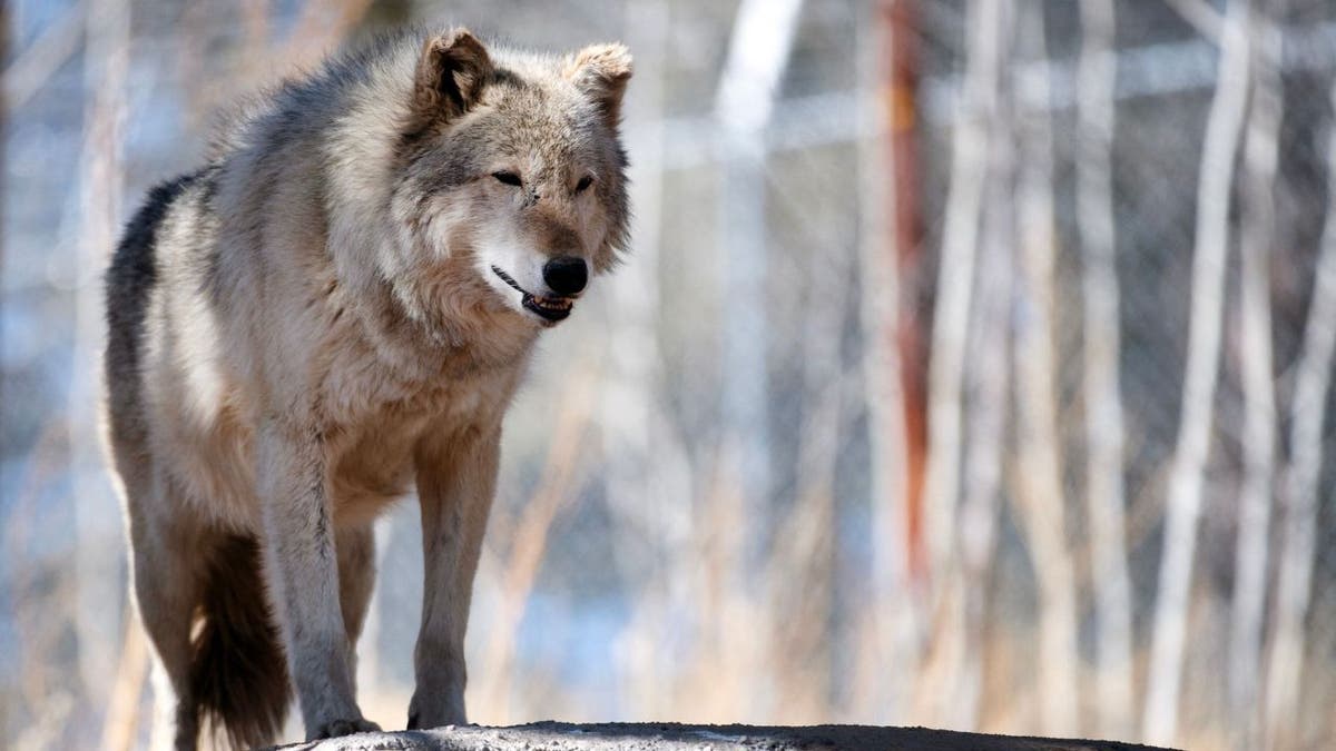 Wyoming ranchers will shoot on sight if Colorado wolves stray into