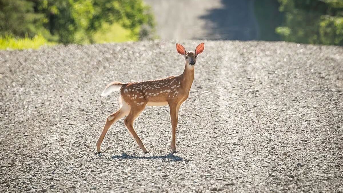 Deer crossing the road