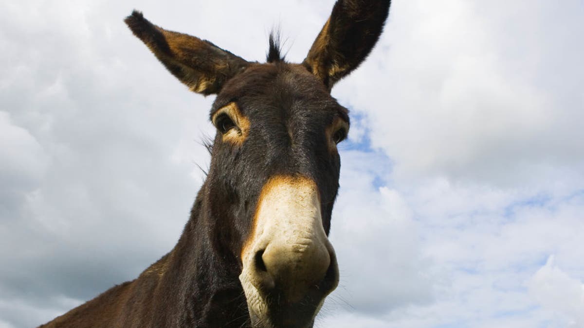 Donkey in Normandy, France