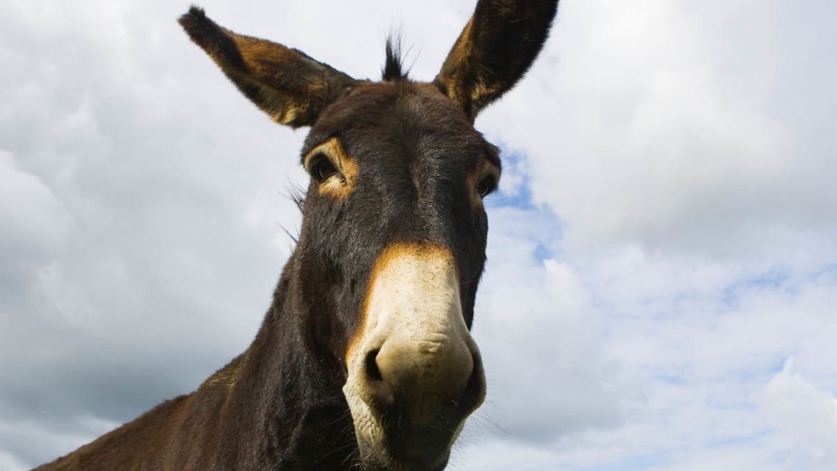 Donkey in Normandy, France