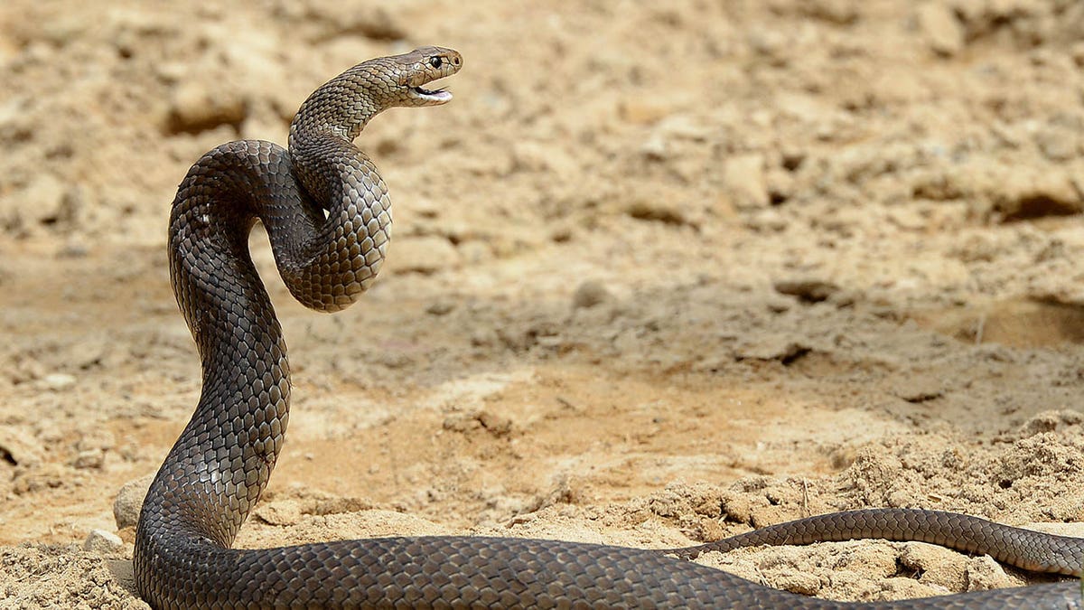 Deadly snake interrupts match at Brisbane International 2 Photo of an Australia eastern brown snake