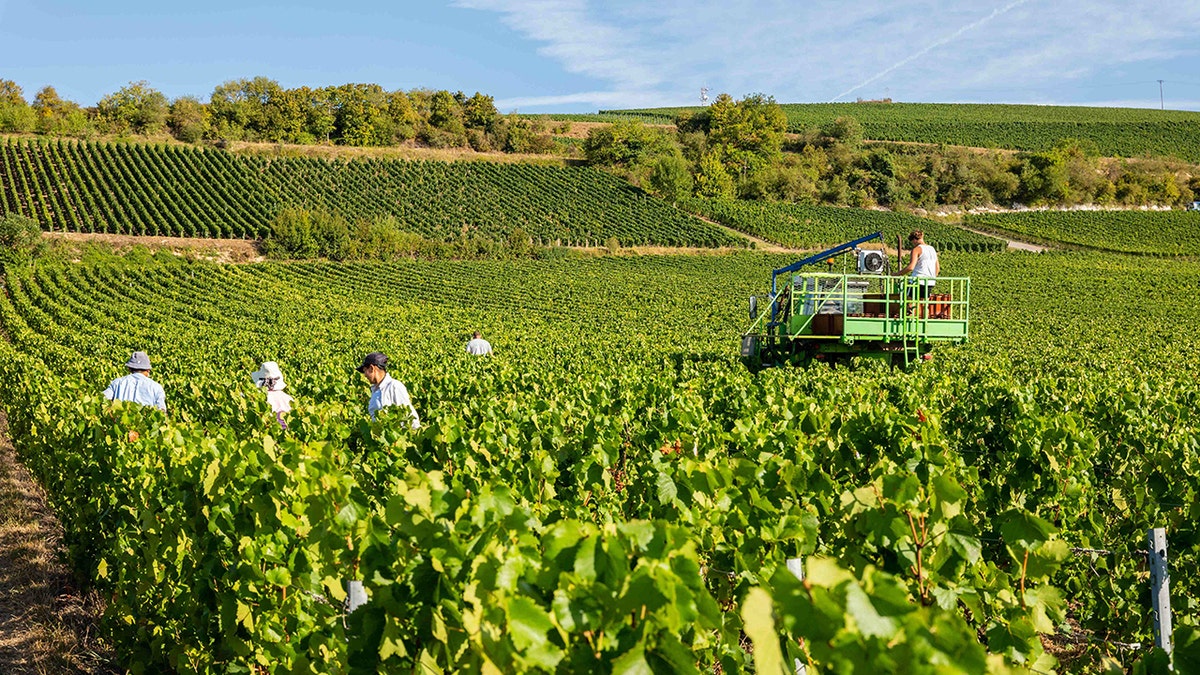 grape harvest in france