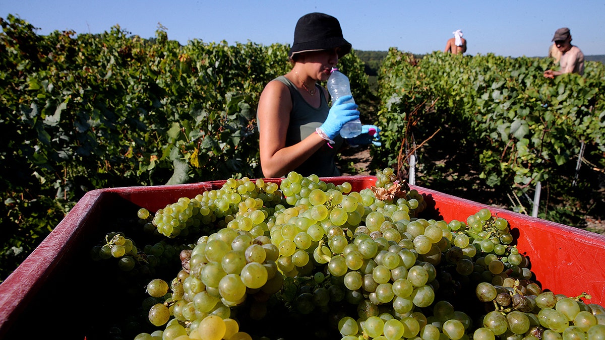 harvester in french vineyard