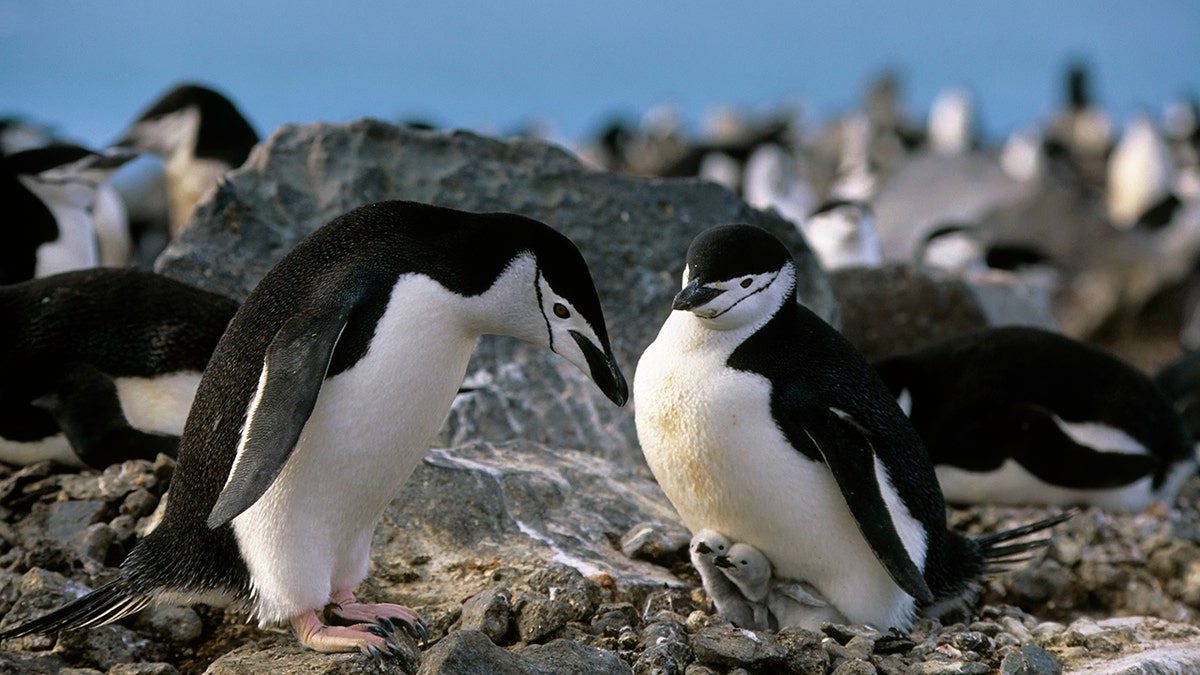 chinstrap penguins with chicks