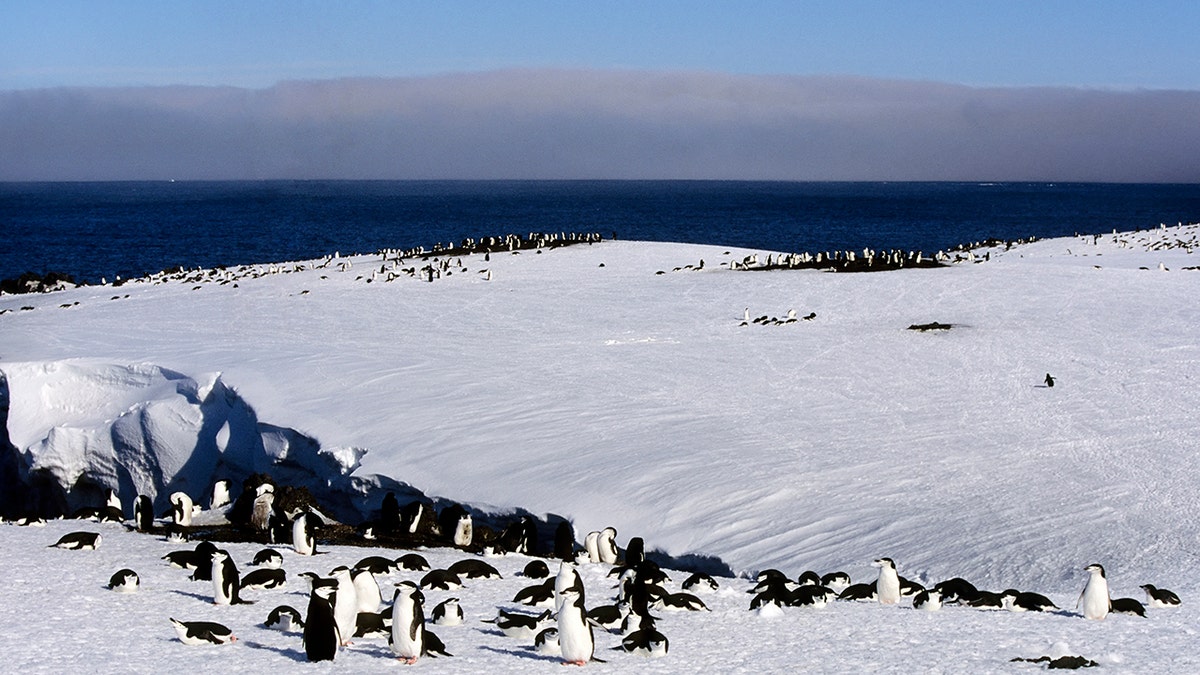 chinstrap penguins in snow
