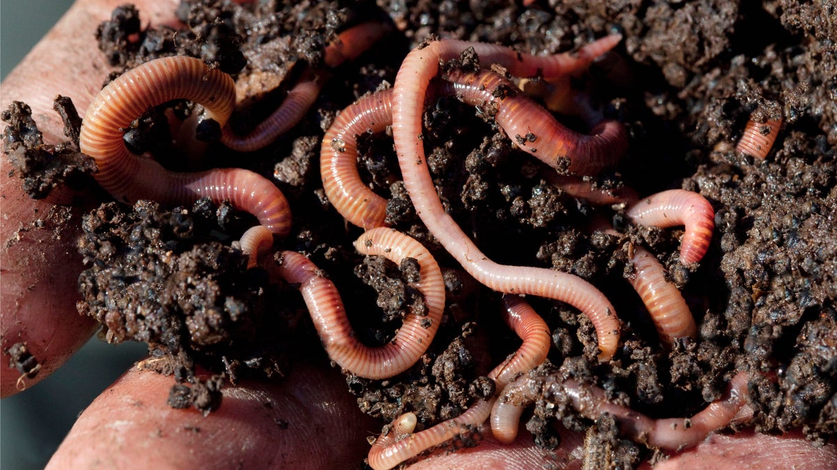 Close up of hands holding soil and earthworms