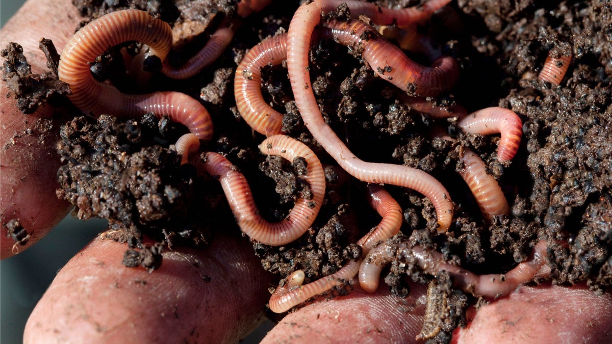 Close up of hands holding soil and earthworms