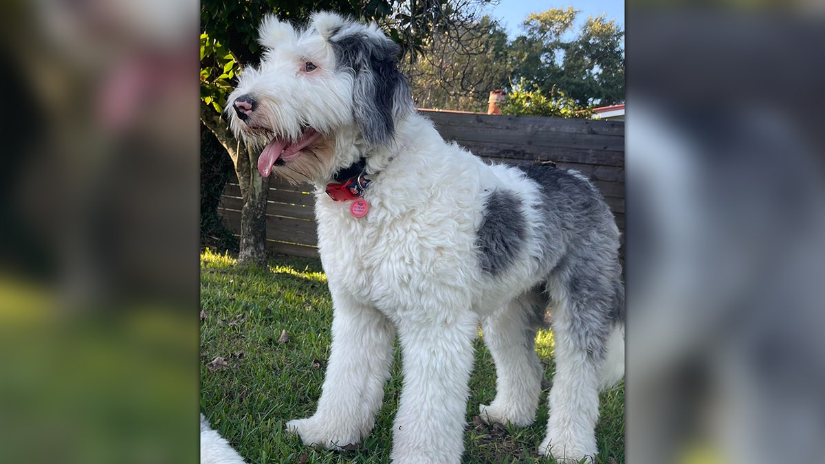 Rags the Old English Sheepdog