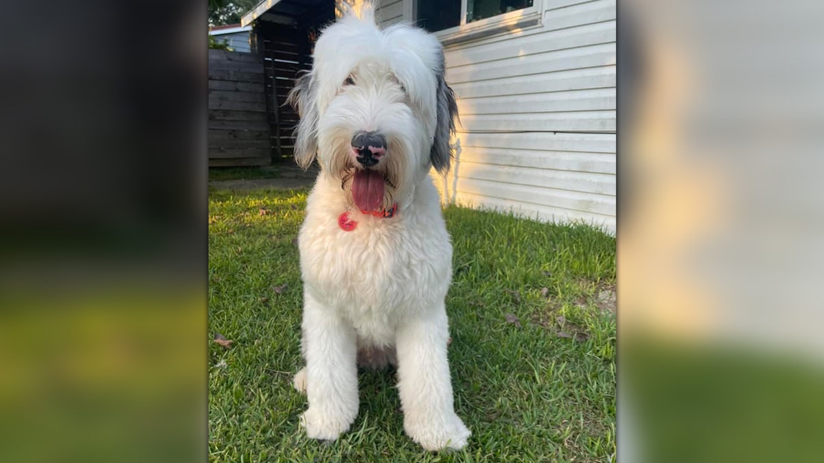 Rags the Old English Sheepdog