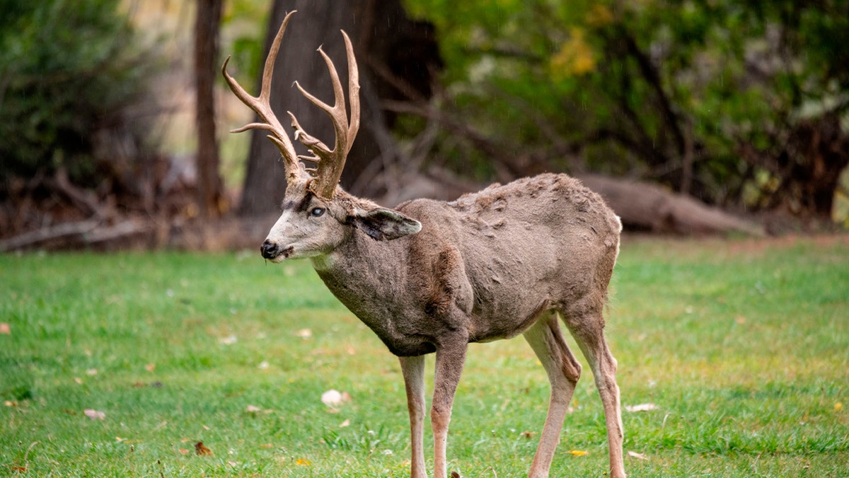 Colorado woman sustained horrific wound to leg after mule deer buck gored her 2 Mule deer buck