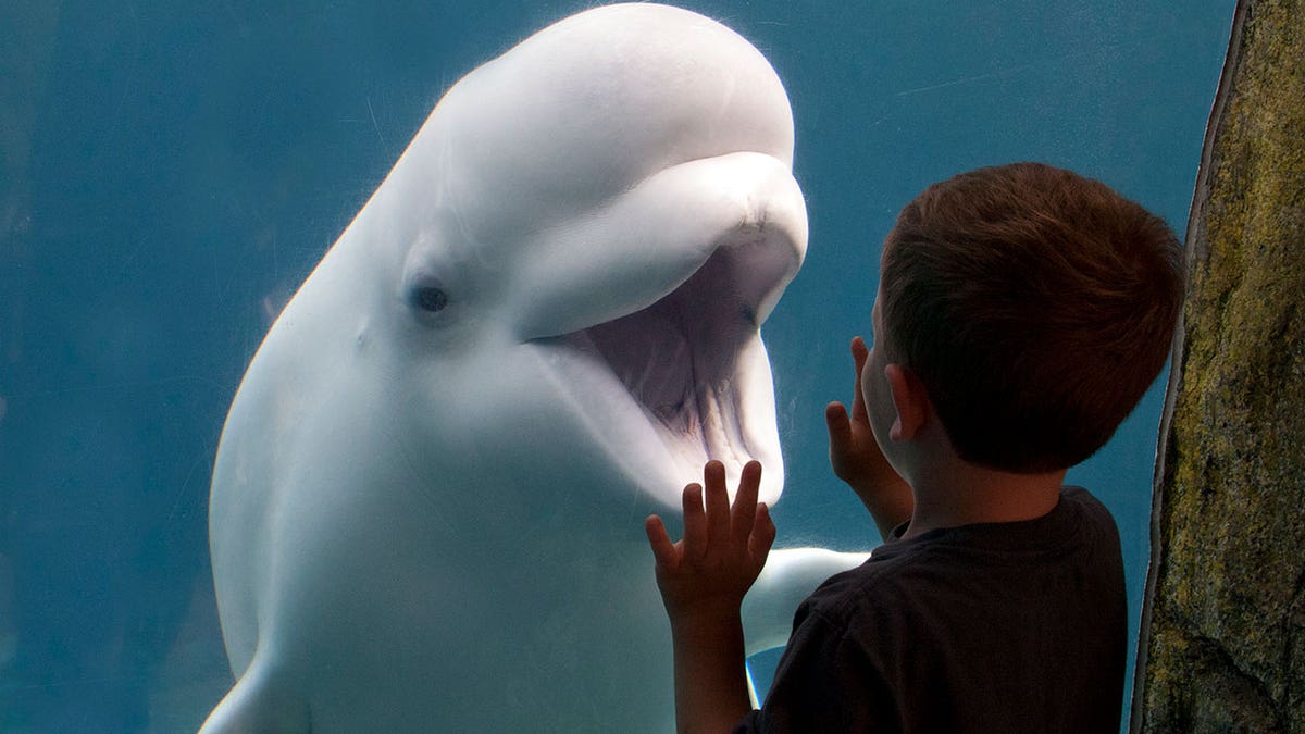 Beluga whale greets child