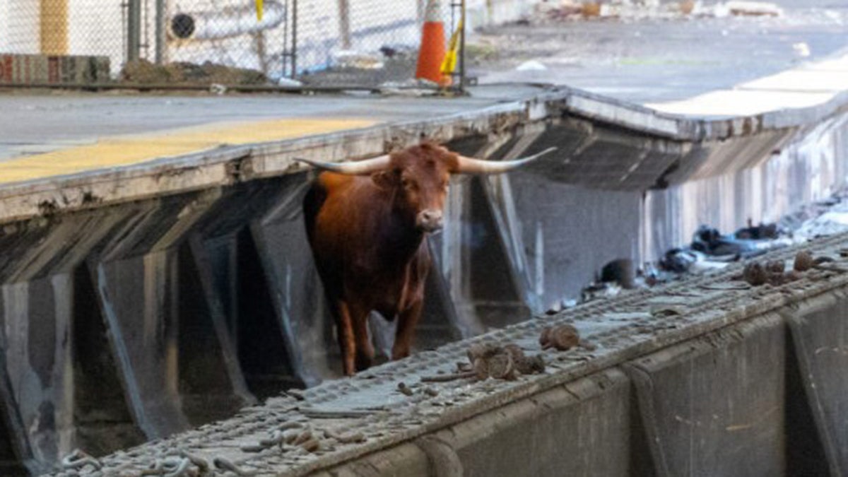 A bull loose on the tracks at Newark Penn Station