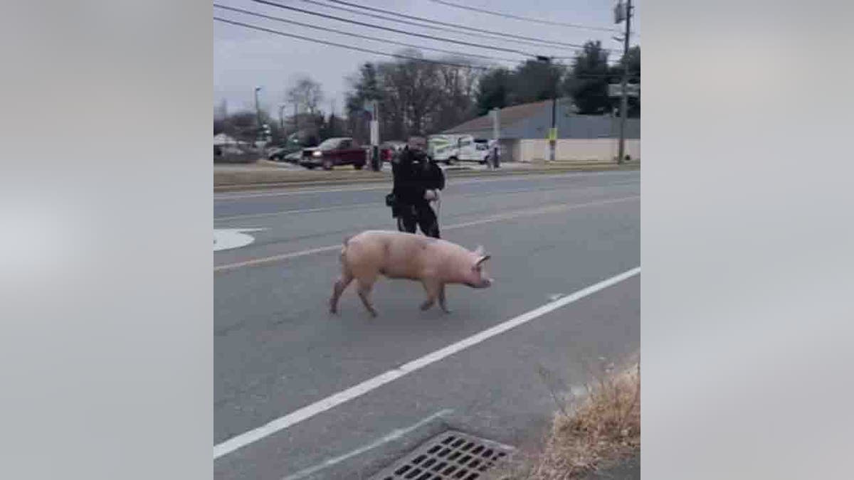 police officer chasing pig