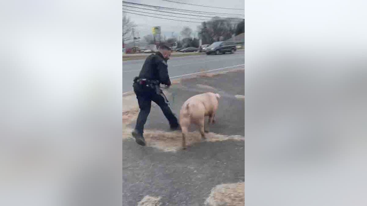 police officer chasing pig