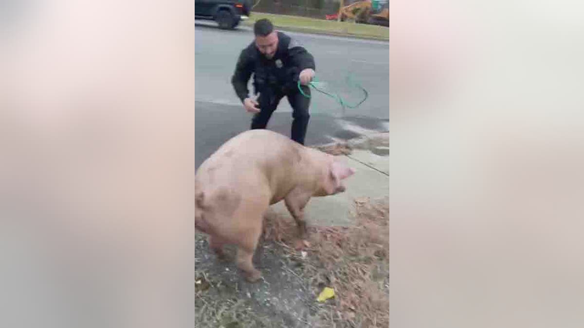 police officer chasing pig