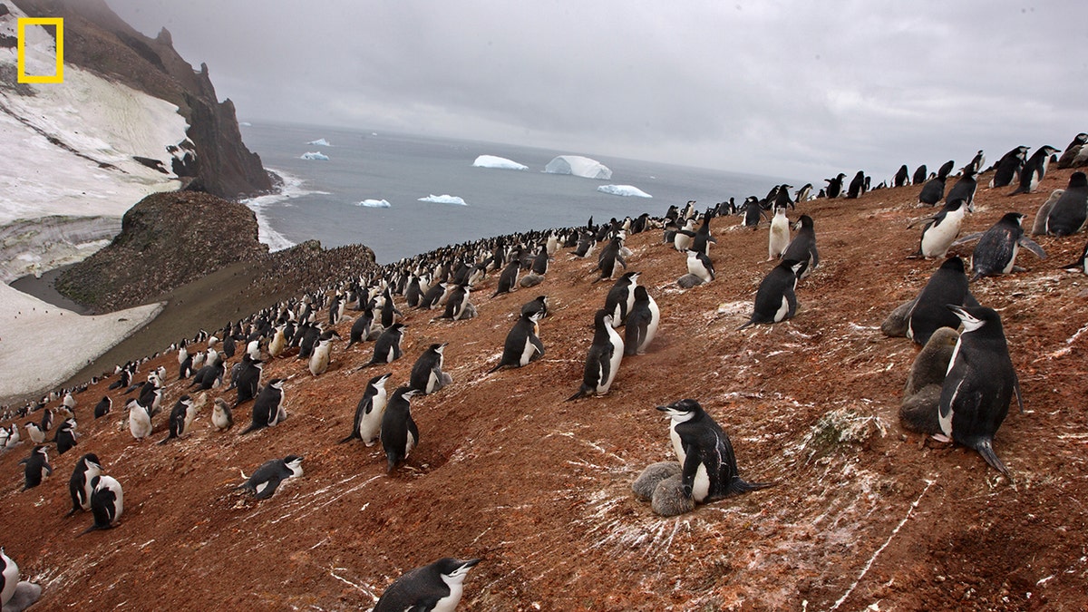 chinstrap penguins share egg sitting duties
